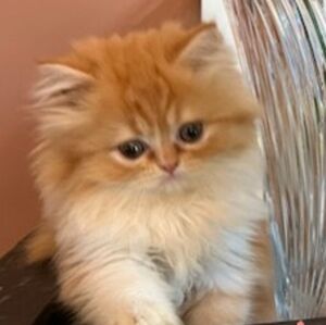 Meet your Posher, Angela